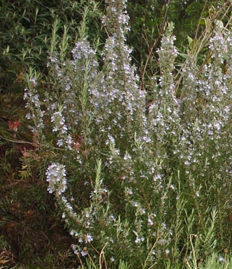 Rosmarinus officinalis 'Gorizia', Culinary Rosemary