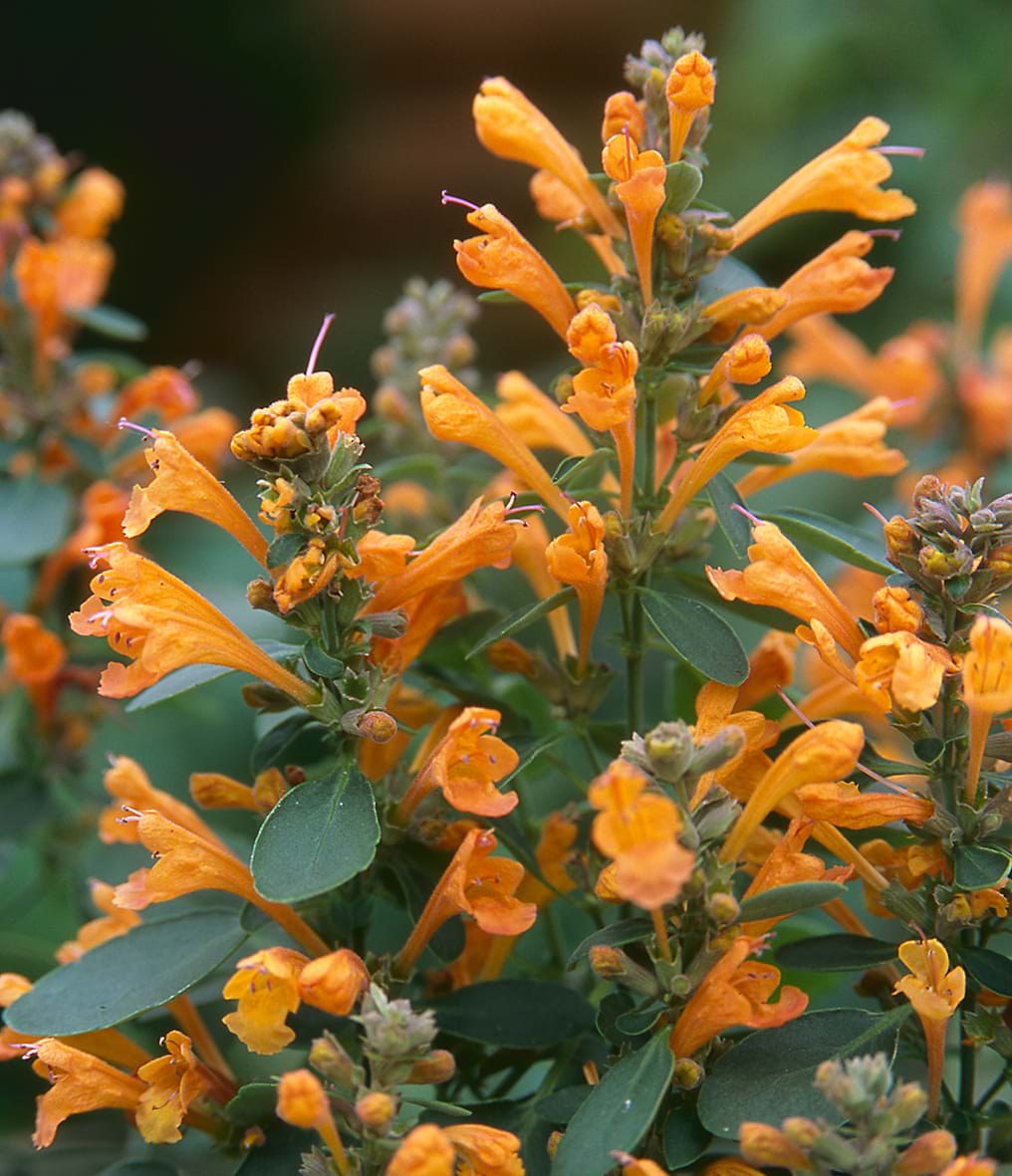 orange hummingbird mint orange hummingbird mint