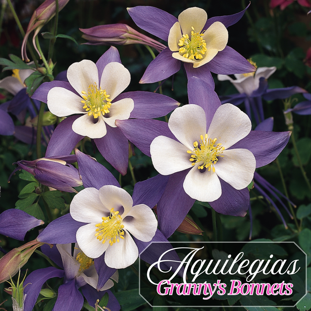 Aquilegias