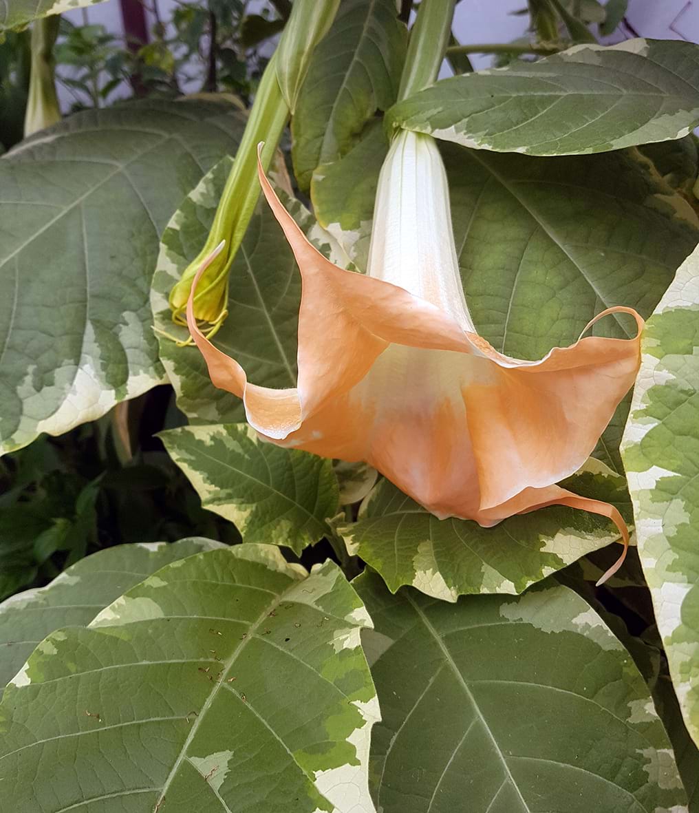 Brugmansia versicolor 'Peaches and Cream'