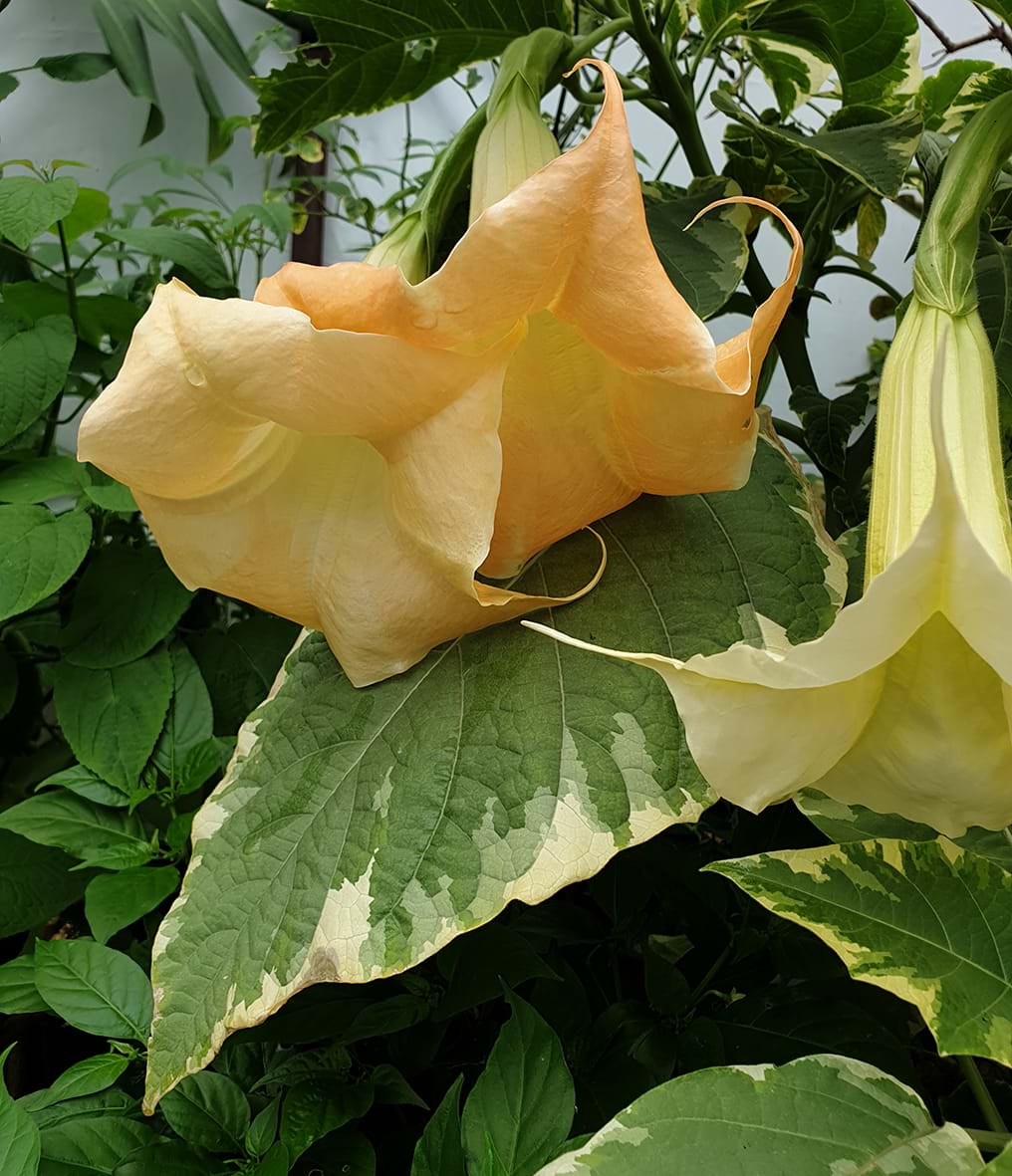 Brugmansia versicolor 'Peaches and Cream'