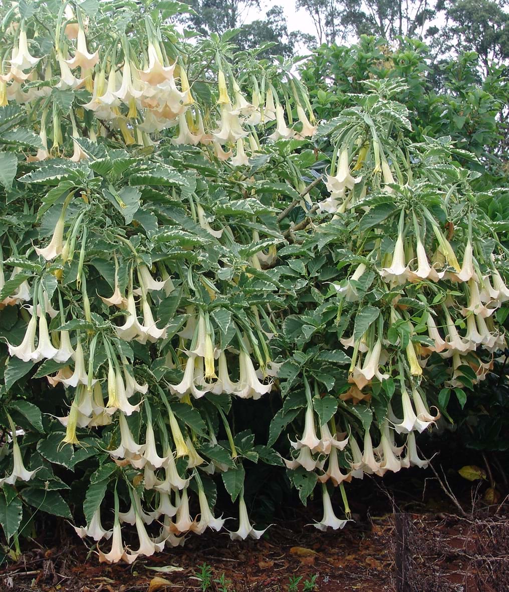 Brugmansia versicolor 'Peaches and Cream'