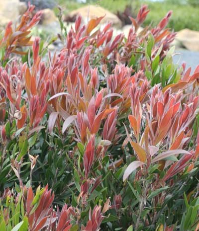 Australian Native Plants