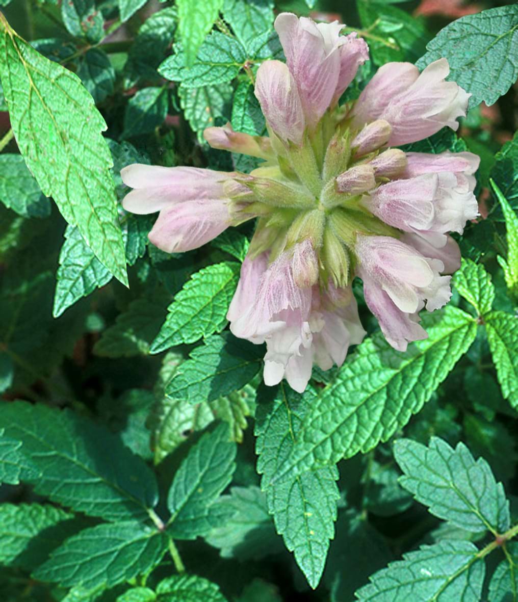 Cedronella canariensis