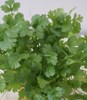 Coriander (Coriandrum sativum) 15 Coriander - Coriandrum sativum