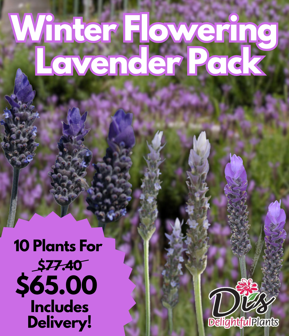 Winter Flowering Lavender Pack