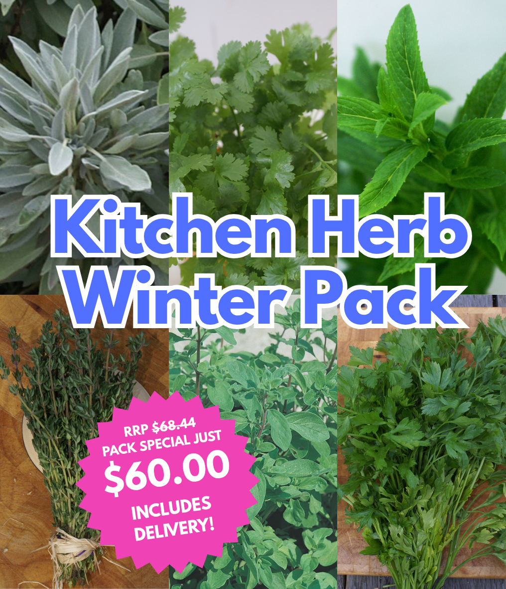 Kitchen Herb Winter Pack - Save $$$