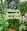 Kitchen Essentials Herb Pack