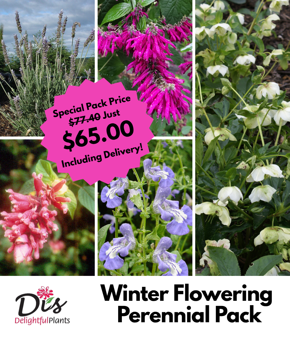 Winter Flowering Perennial Pack