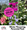 Winter Flowering Perennial Pack