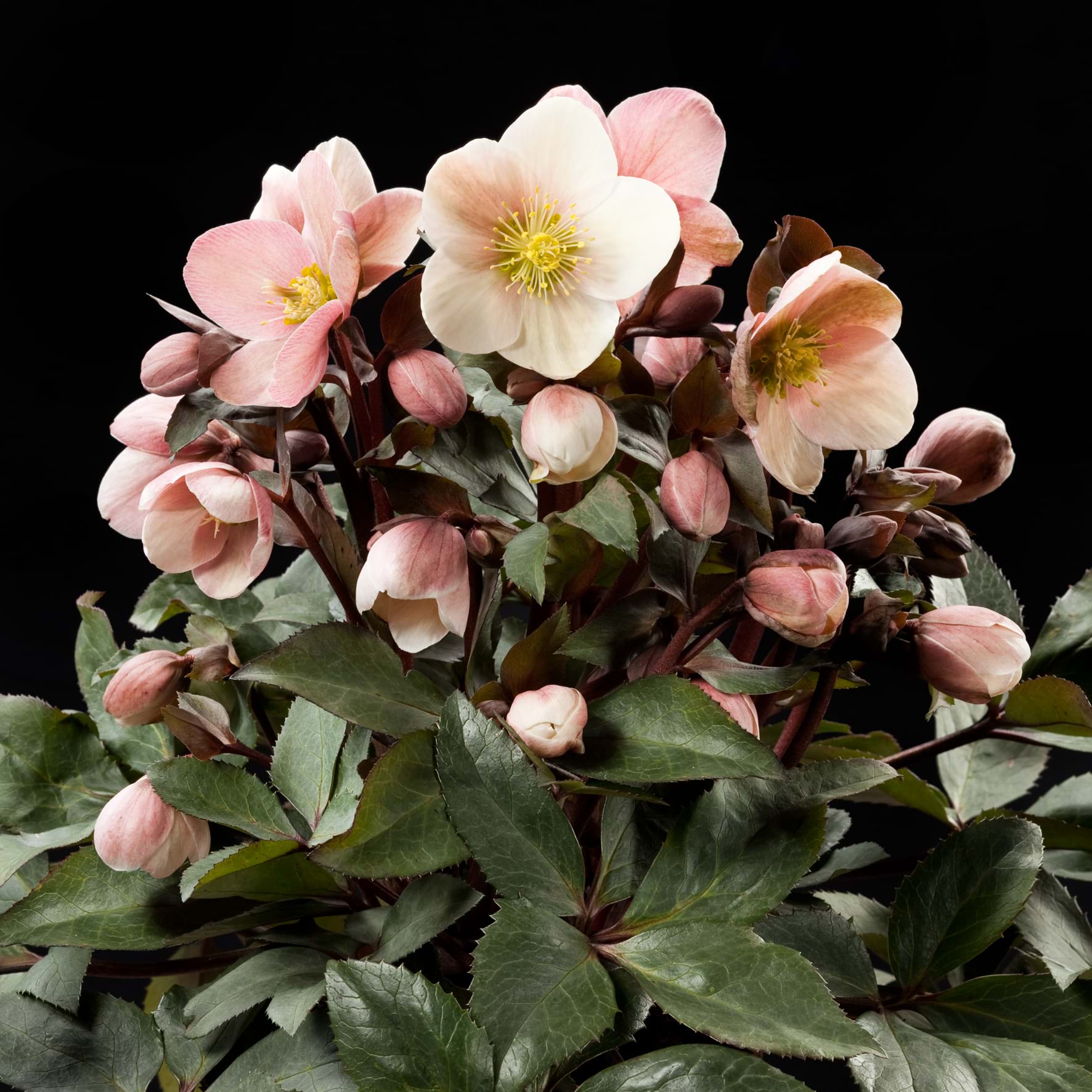 Hellebore