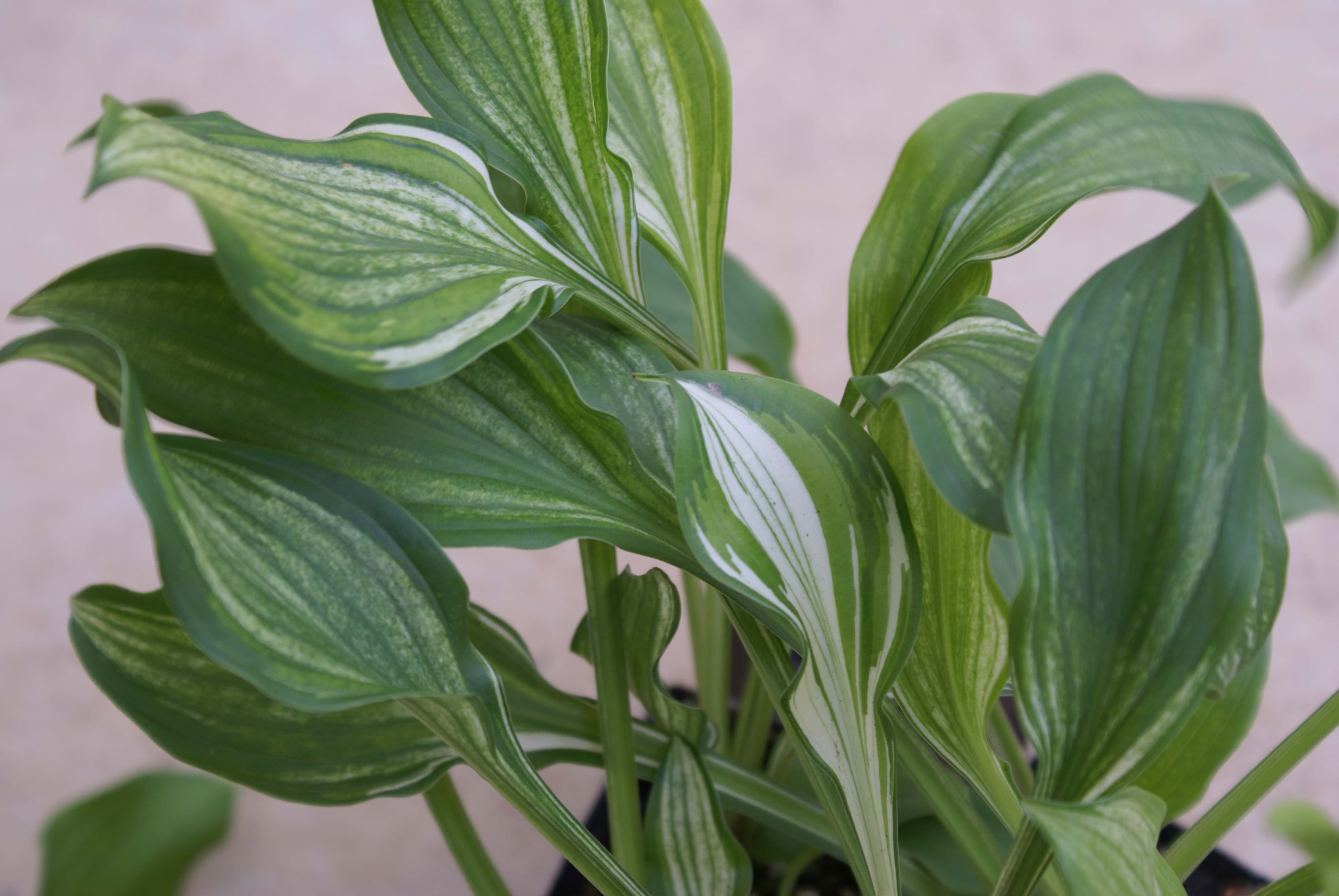 Hosta