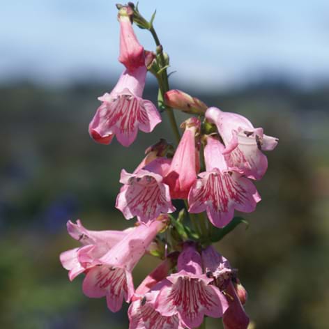 Penstemon