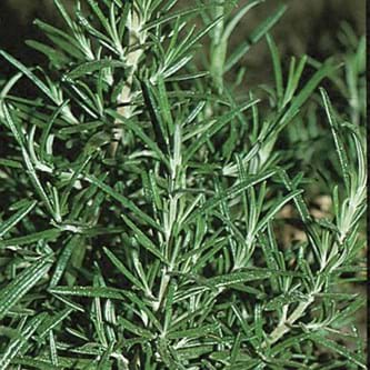 Rosemary