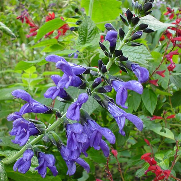 Salvia