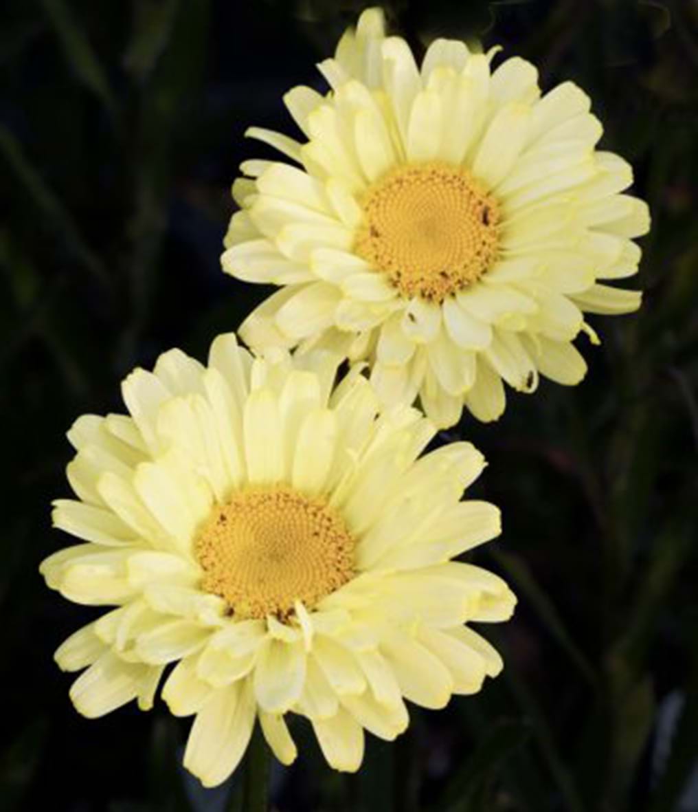 Leucanthemum x superbum 'Dreams'