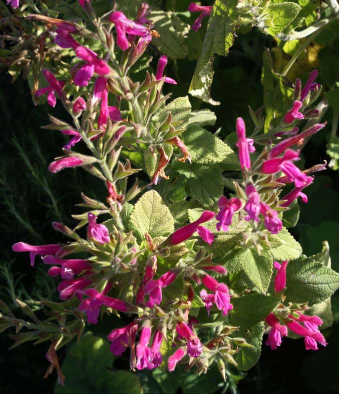 Salvia Dorisiana Fruit Salad Sage