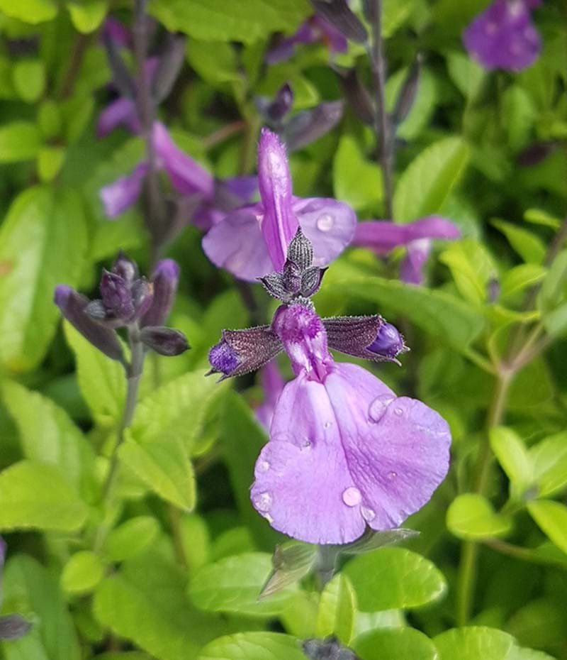 Salvia greggii 'Mesa Azure'