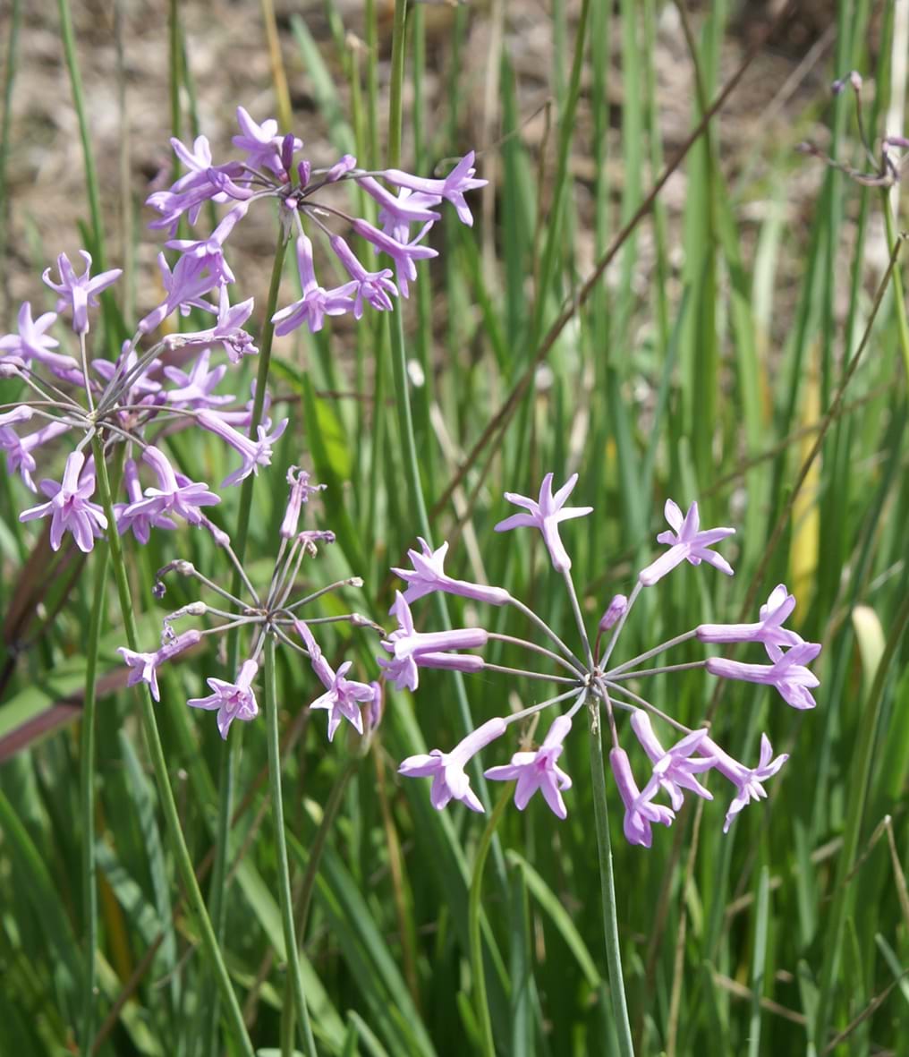 Tulbaghia violacea
