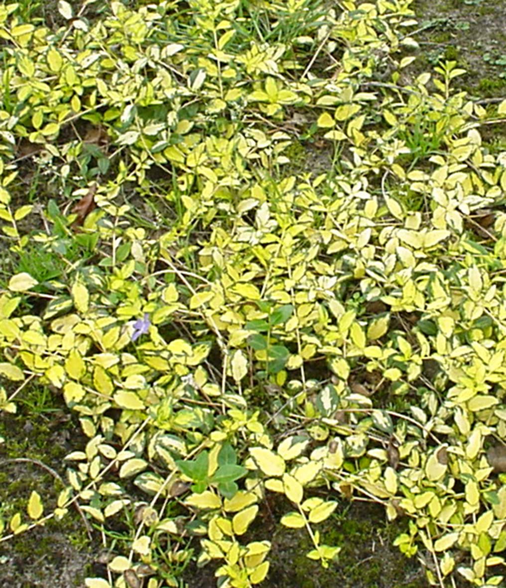 Vinca minor 'Illumination'