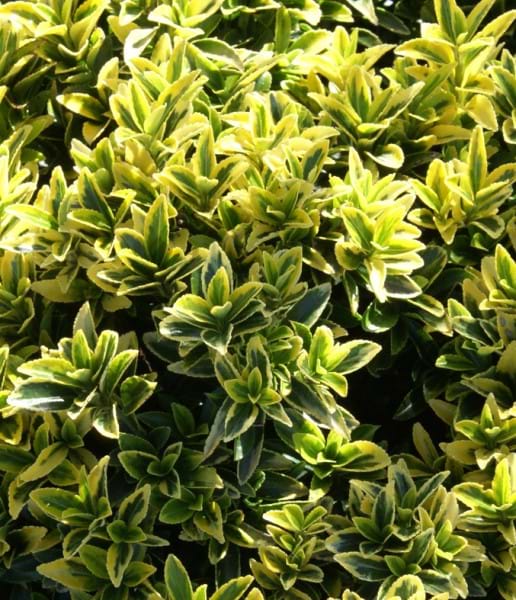 Euonymus japonicus 'Gold Thumb'
