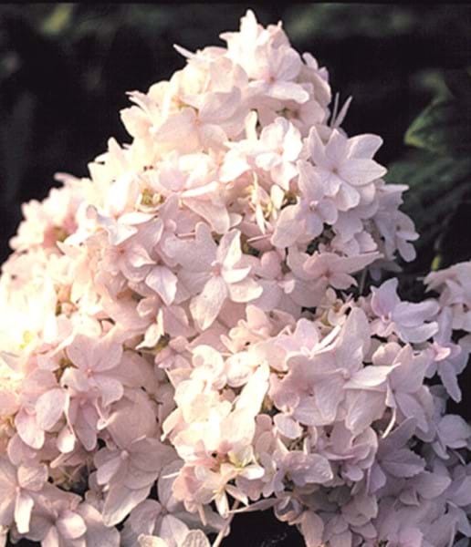 Hydrangea