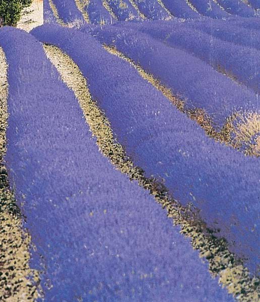 Lavender Grosso Plants For Sale