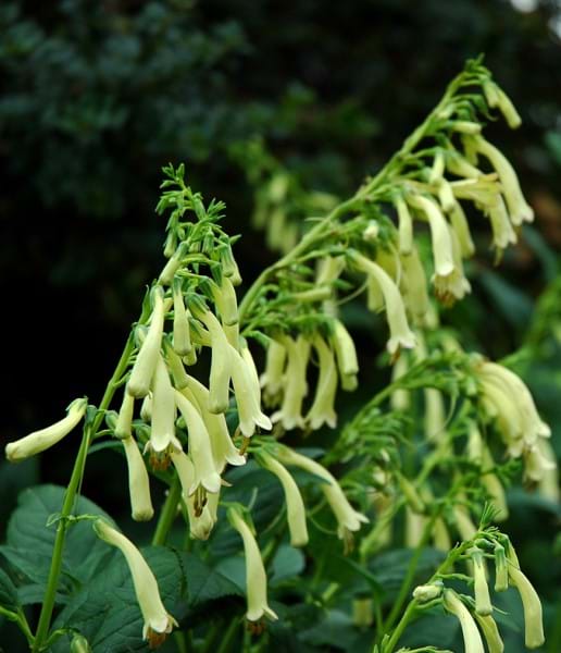 Plant Specials