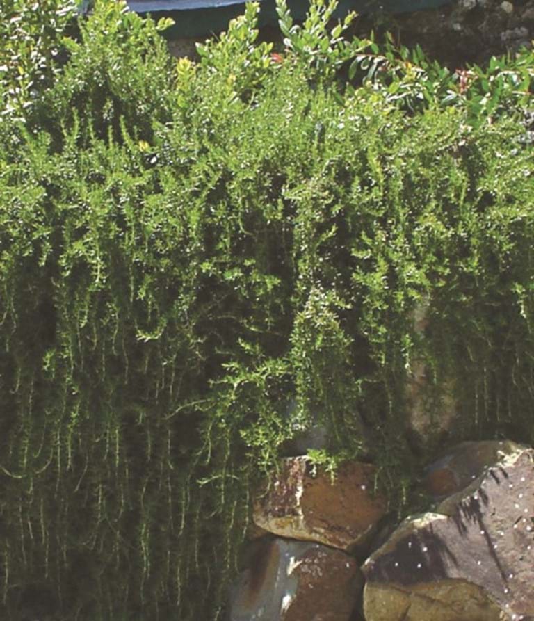 Rosmarinus officinalis 'Huntington Carpet', Carpet Rosemary