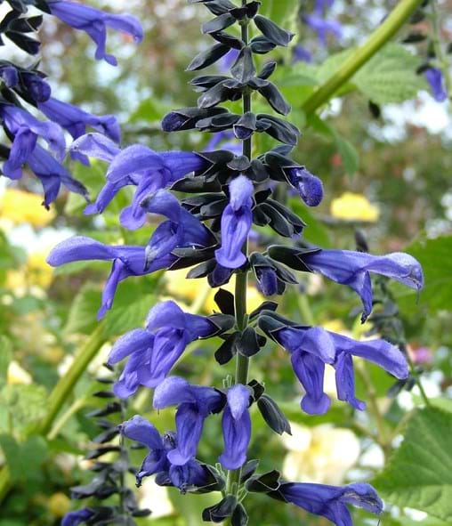Salvia guaranitica 'Black and Blue'