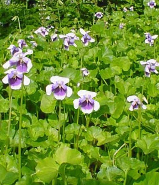 Native Viola Viola hederaceae